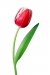 tulipánek90